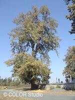 Památný strom Vavrečkova lípa