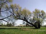 Osamoceně rostoucí vrby mají neobvyklé tvary, ChKO Poodří