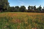 Louky u Pasečného mostu, NPR Oderský luh, ChKO Poodří