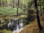 Přírodní rezervace Polanský les - trvalé tůně, ChKO Poodří